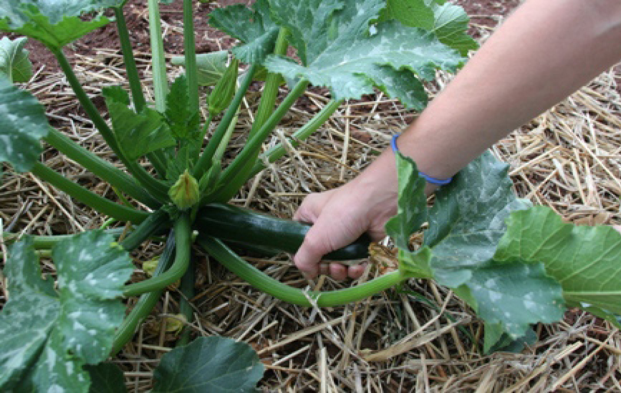 harvesting okra